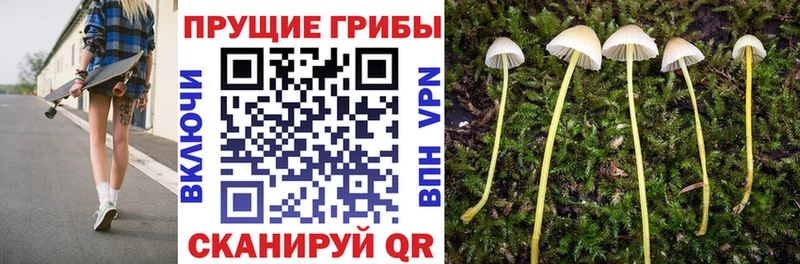Галлюциногенные грибы Psilocybine cubensis  Лысково 
